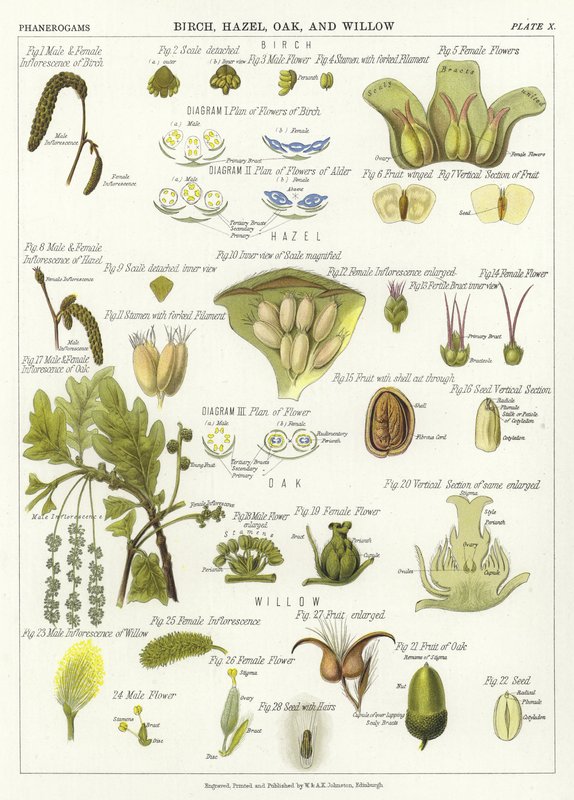 Birch, Hazel, Oak, and Willow by English School