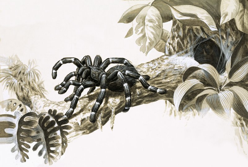 Bird-Eating Spider of the Amazon by English School
