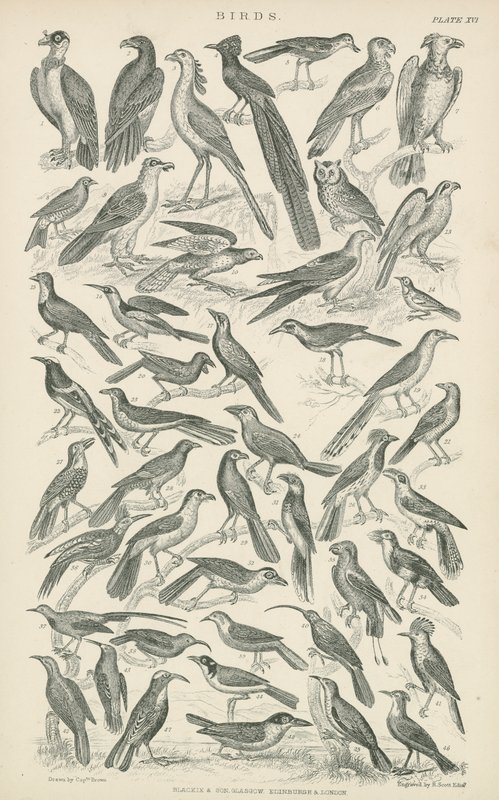 Birds by English School