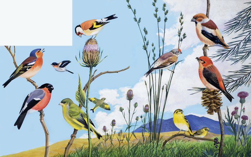 Birds by English School