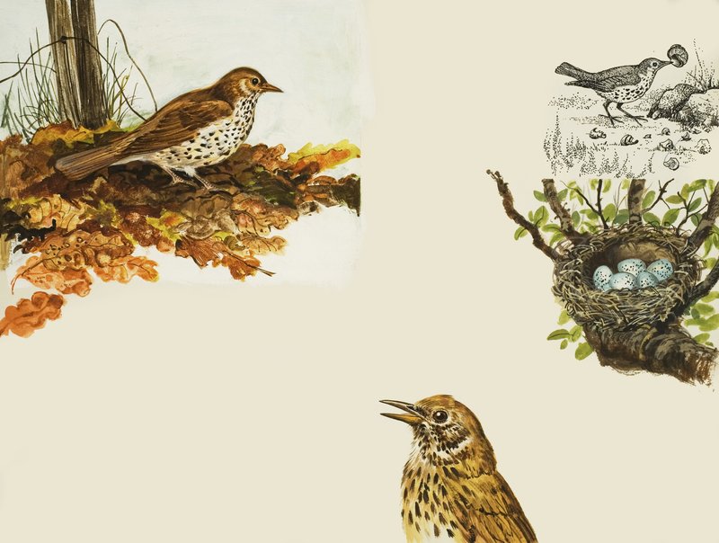 Birds and Bird