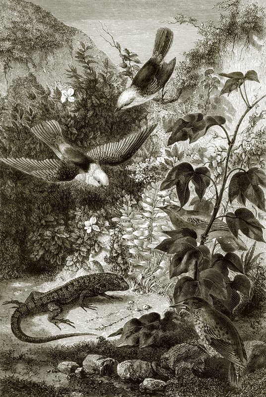 Birds, Reptiles, and Vegetation by English School