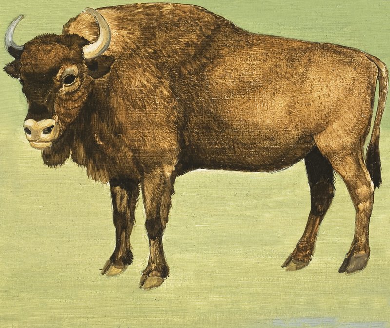 Bison or American Buffalo by English School