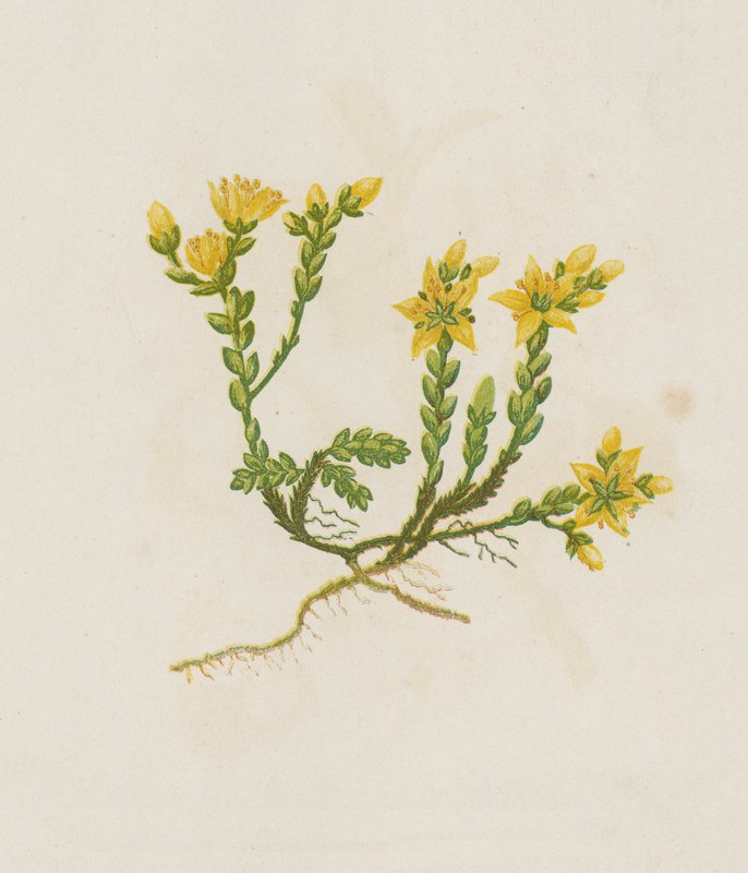 Biting Stonecrop, Sedum Acre by English School