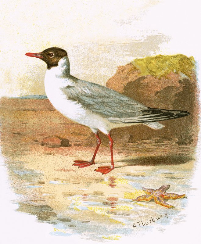 Black-headed Gull by English School