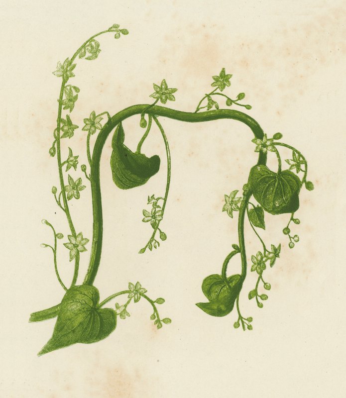 Black Bryony, Tamus Communis by English School
