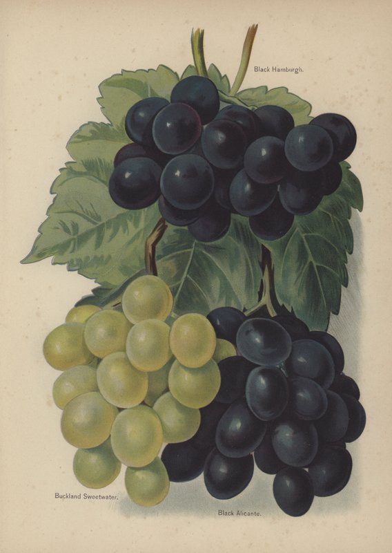 Black Hamburgh, Buckland Sweetwater, Black Alicante by English School