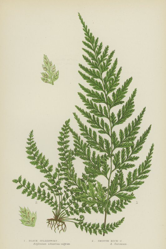 Black Spleenwort, Smooth Rock-Spleenwort by English School