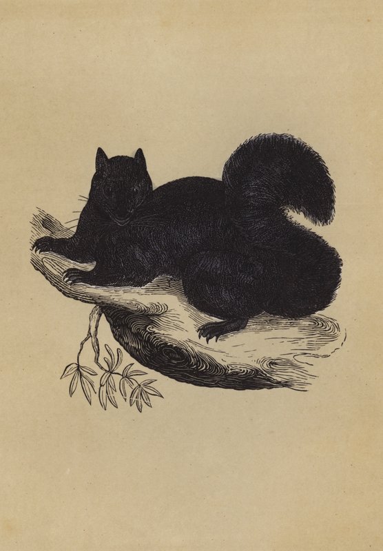 Black Squirrel by English School