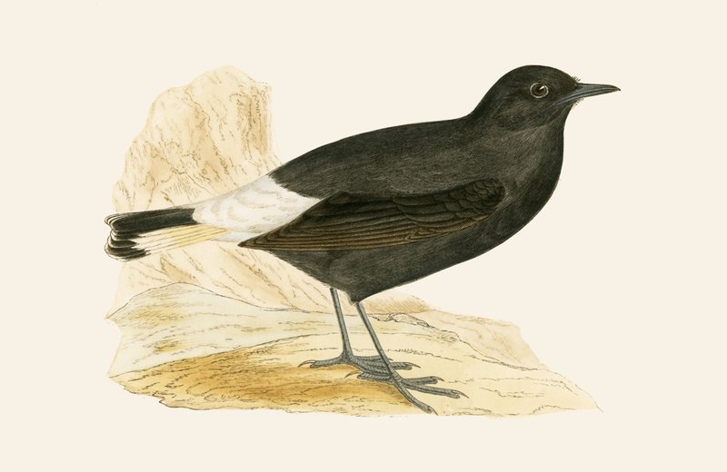 Black Wheatear, illustration from 