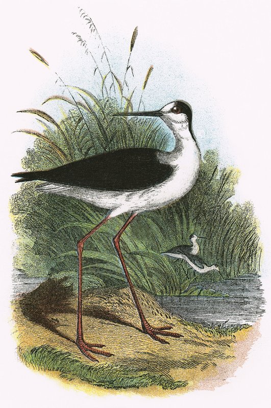 Black-Winged Stilt by English School