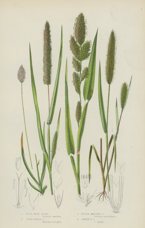Blue Moor Grass, Loose Panick Grass, Rough Bristle Grass, Green Bristle Grass by English School