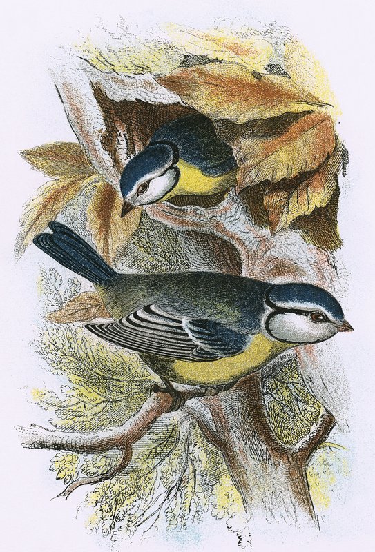 Blue Titmouse by English School