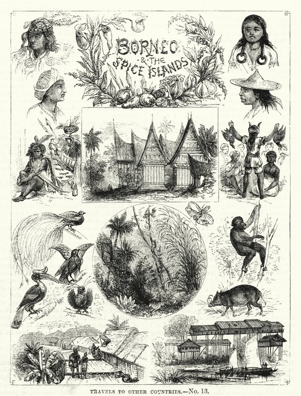 Borneo and the Spice Islands by English School