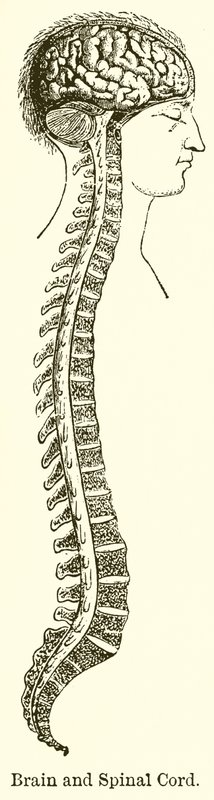 Brain and Spinal Cord by English School