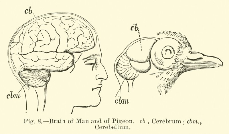 Brain of Man and of Pigeon by English School