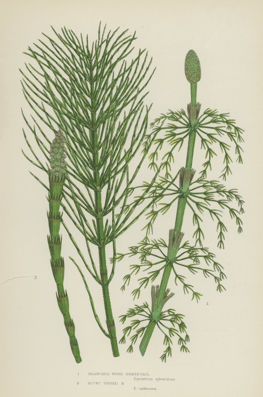 Branched Wood Horsetail, Blunt Topped Horsetail by English School