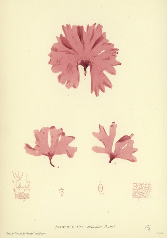 British Sea-Weed by English School