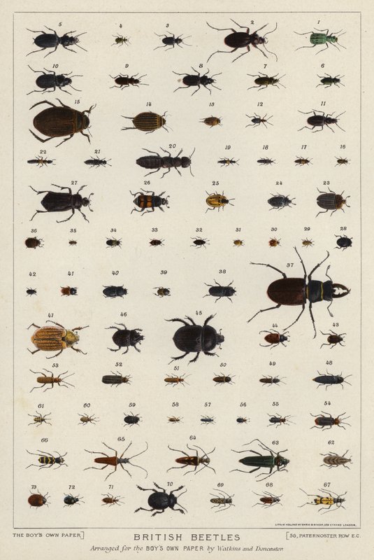 British beetles by English School