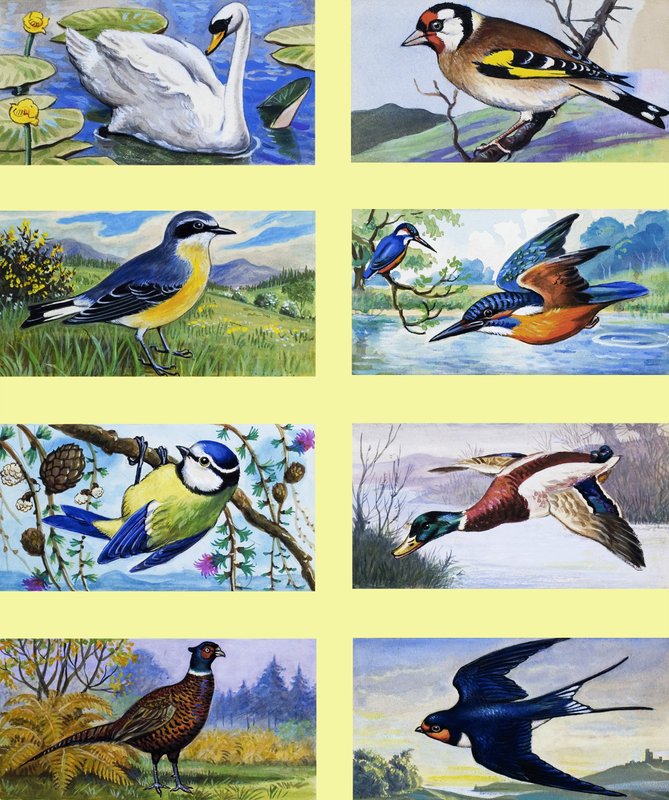British Birds Montage by English School