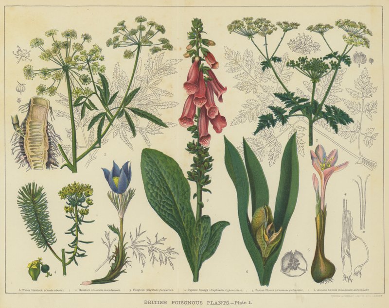 British poisonous plants by English School