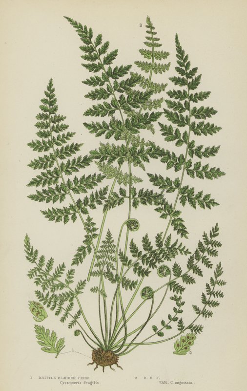 Brittle Bladder Fern by English School