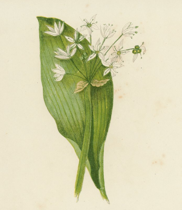 Broad-Leaved Garlic; or, Ransoms, Allium Ursinum by English School