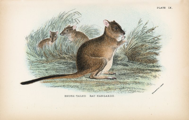 Brush-Tailed Rat-Kangaroo by English School
