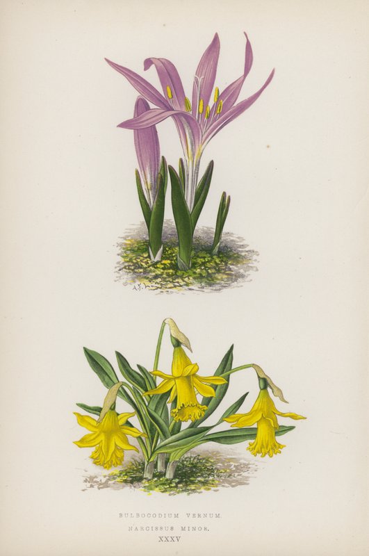 Bulbocodium Vernum; Narcissus Minor by English School