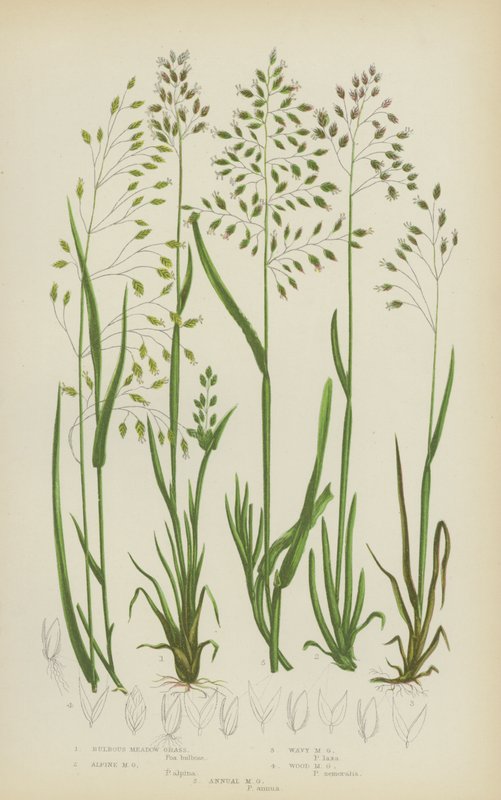 Bulbous Meadow Grass, Alpine Meadow Grass, Wavy Meadow Grass, Wood Meadow Grass, Annual Meadow Grass by English School