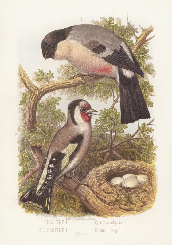 Bullfinch, Pyrrhula Vulgaris and Goldfinch, Carduelis Elegans by English School