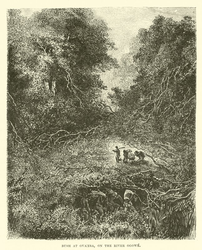 Bush at Ovamba, on the River Ogowe by English School