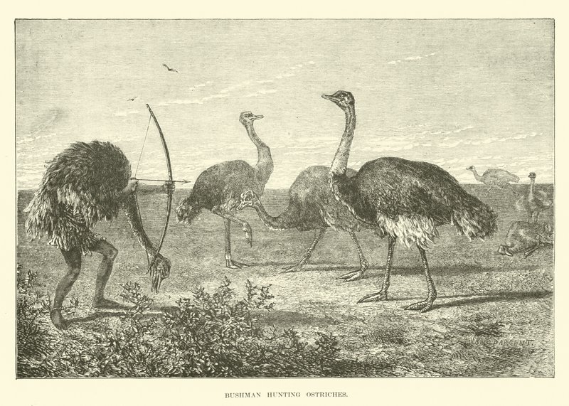 Bushman Hunting Ostriches by English School