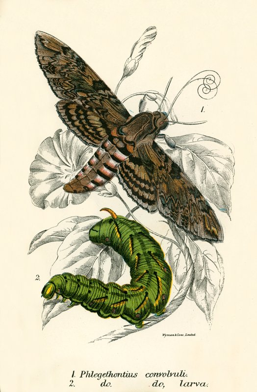 Butterflies by English School
