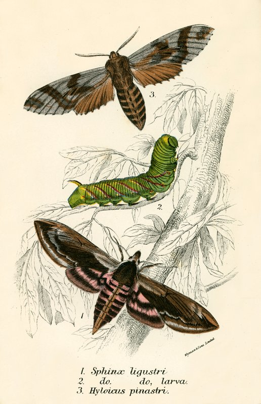 Butterflies by English School