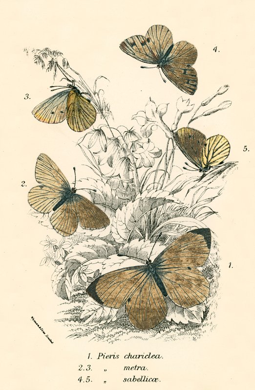 Butterflies by English School
