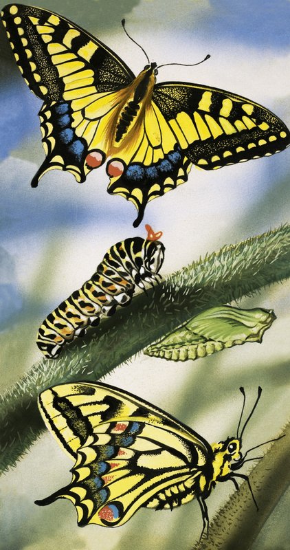 Butterflies by English School