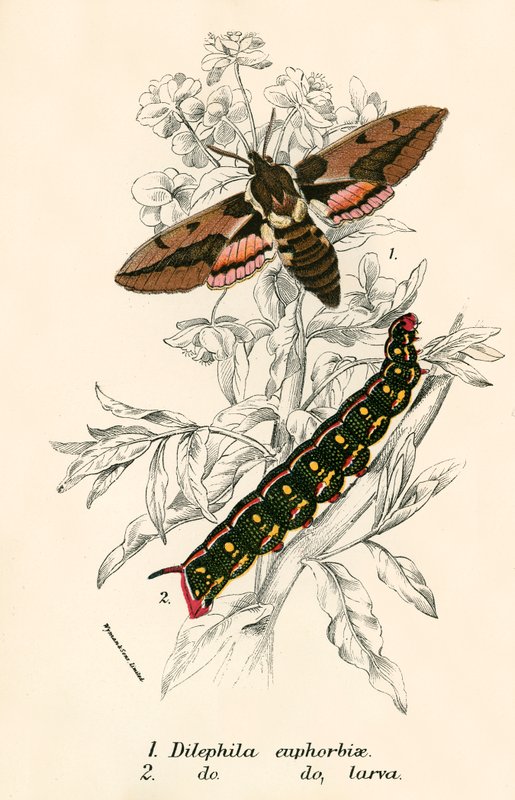 Butterflies by English School