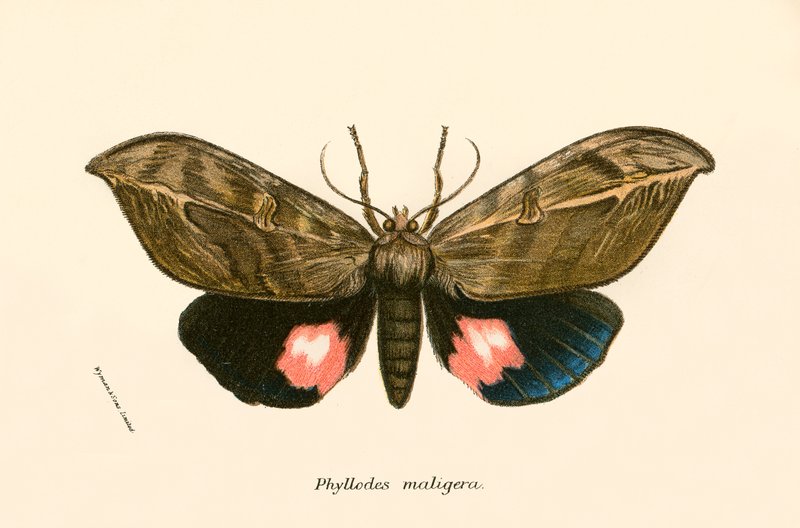 Butterflies by English School