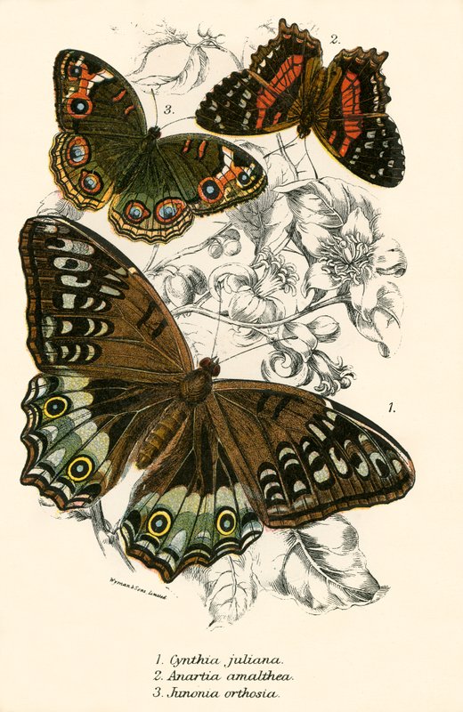 Butterflies by English School