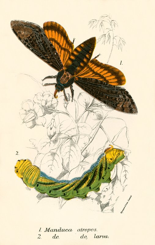 Butterflies by English School