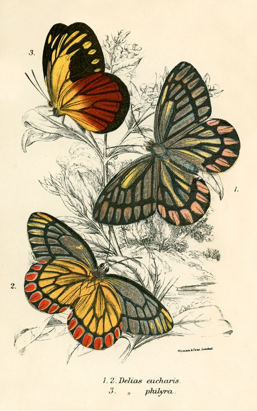Butterflies by English School