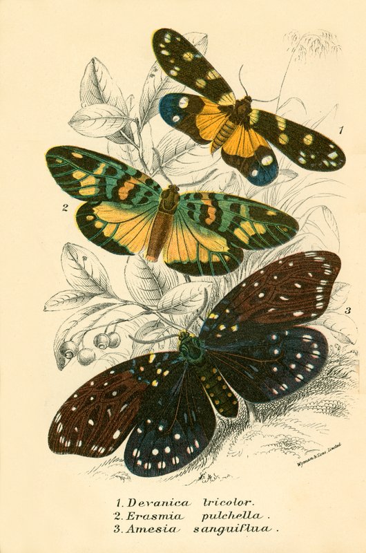 Butterflies by English School