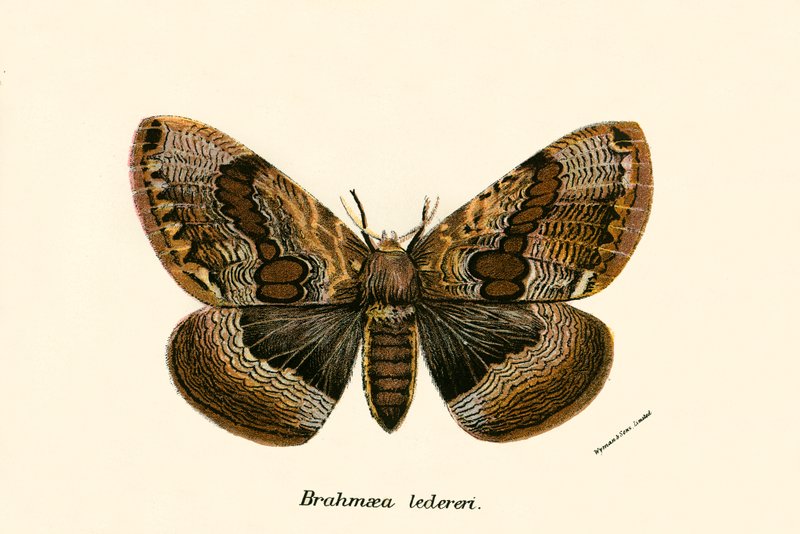 Butterflies by English School