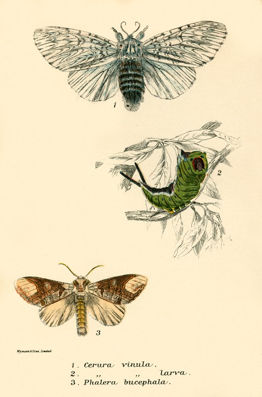 Butterflies by English School