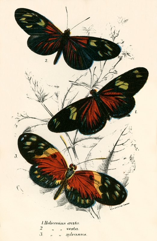 Butterflies by English School