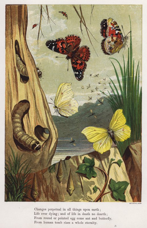 Butterflies and caterpillars by English School