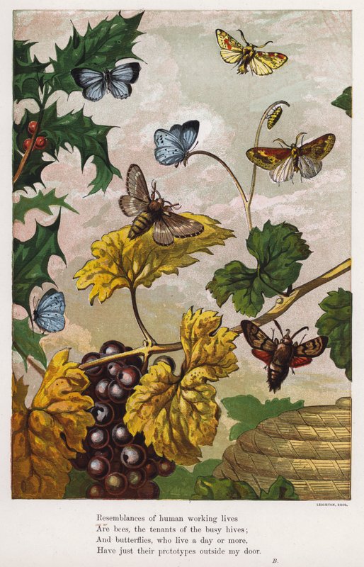 Butterflies, moths, grapevines and holly by English School