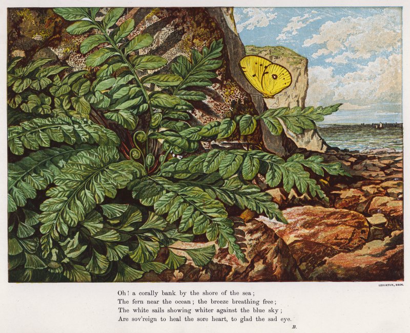 Butterfly and fern at the base of a cliff by the sea by English School