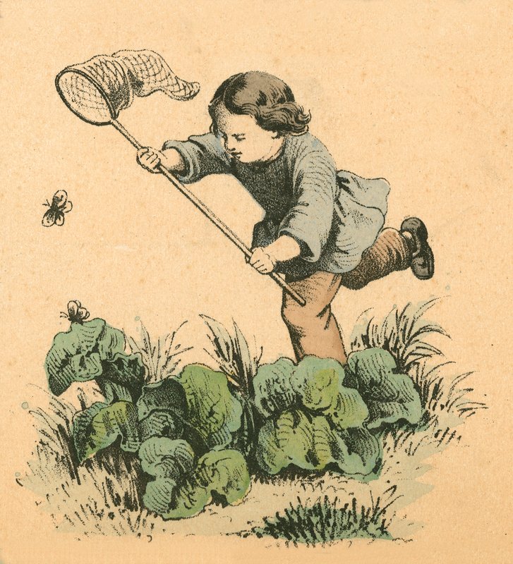 Butterflying by English School